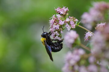 花に止まるクマバチ