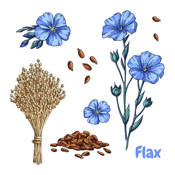 Hand drawn colorful flax plant, flowers, seeds and  dry flax seed in sheaves. Vector illustration in retro style isolated on white background.