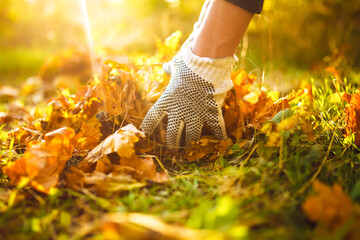 Male hand collects and piles fallen autumn leaves  into a big sack. Cleaning service concept. Raking leaves on the lawn.