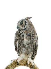 Owl bird isolated on white background. Side view of long ear owl