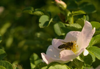 a bee on a wild rose in bloom