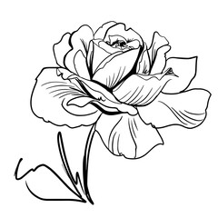 Flower line art. Minimalistic contour drawing. Line art work. Han drawn flower illustration