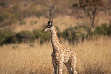 A lone young giraffe calf in a grassland.
