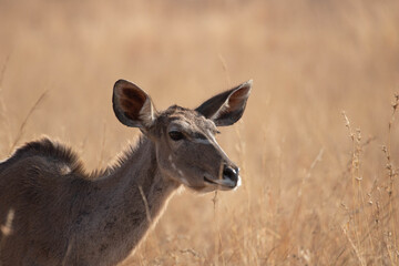 Naklejka na ściany i meble Closeup of a kudu cow ambling through a grassland.