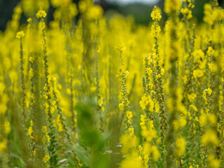 Christian Hofmeister
Celle, 07.08.2020 
Foto-Hofmeister.de