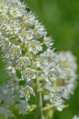 コバイケイソウ