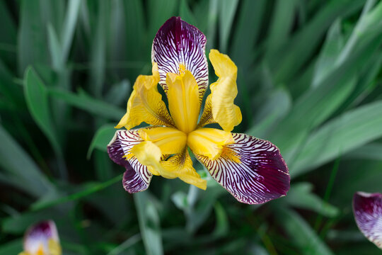 Top view of the yellow-lilac and tiger iris flower (lat. Iris) on a green background.