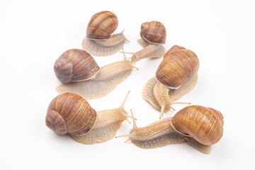 Helix pomatia. grape snail on a white background. mollusc and invertebrate. gourmet protein meat food. communication of the individual in society