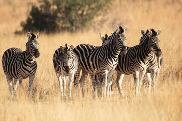 Fototapeta na wymiar A herd of plains zebras gathered together in a grassland.