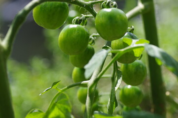 ガーデニングで栽培中のミニトマト