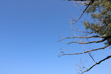 Branches Against A Clear, Sunny Sky