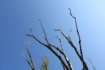 Obraz premium Branches Against A Clear, Sunny Sky