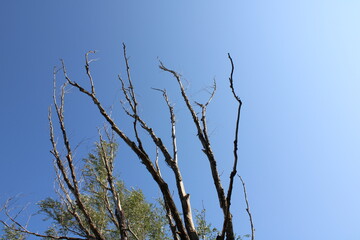 Obraz premium Branches Against A Clear, Sunny Sky