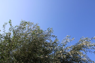 Branches Against A Clear, Sunny Sky
