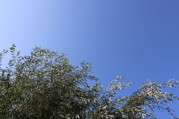 Branches Against A Clear, Sunny Sky