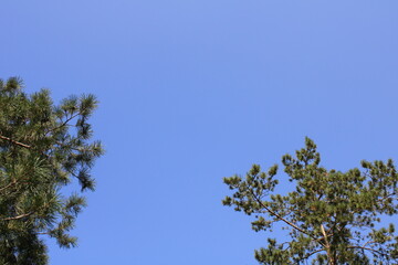 Branches Against A Clear, Sunny Sky