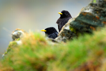 Two hidden Alpine Chough, Pyrrhocorax graculus, black bird sitting on the stone with lichen. animal in the mountain nature habitat, Austria. Alpine Chough with red leg and yellow bill.