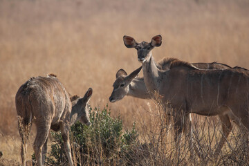 A female herd of kudu cows browsing during the dry season in the bushveld.