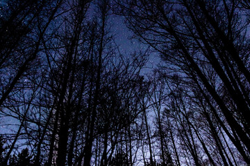 Obraz premium night country landscape. a sky full of stars