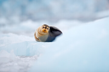 Cute seal in the Arctic snowy habitat. Bearded seal on blue and white ice in arctic Svalbard, with...