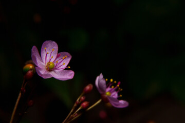 Nature, The Pink Anemone Hepatica Flower