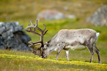 Wild animal from Norway. Reindeer, Rangifer tarandus, with massive antlers in the green grass and blue sky, Svalbard, Norway. Wildlife scene from north of Europe.