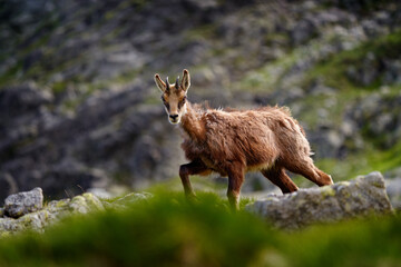 Chamois, Rupicapra rupicapra tatranica, on the rocky hill, stone in background, Vysoke Tatry NP, Slovakia. Wildlife scene with horn animal, endemic rare Chamois. Forest landscape with animal.