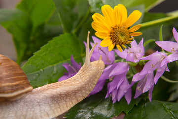 Helix pomatia. snail is actively crawling in nature. mollusc and invertebrate. delicacy meat and gourmet food.