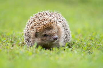 hedgehog on the grass.. © alexbush
