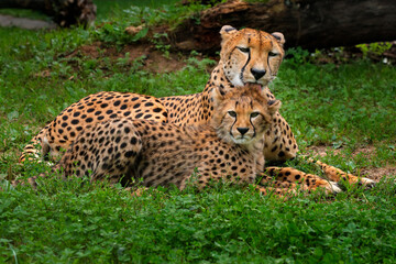 Cheetah, mother and young. Cheetah, portrait of cute young babe. Close-up detail of fur coat cub. Fastest mammal on the land, Kgalagadi, Botswana. Wildlife scene from African nature.