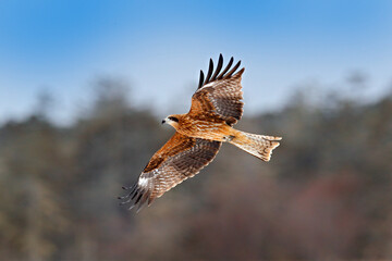 Bird of prey in flight. Black kite, Milvus migrans on sky during winter. Bird on the snowy meadow. White sky, wildlife from Japan.