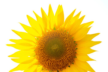 blooming sunflower close-up on a white background. Agronomy, agriculture and botany.