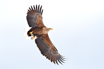 Obraz premium Bird on the sky. White-tailed Eagle, Haliaeetus albicilla, bird of prey. Animal in the nature habitat, Sweden. Wildlife scene from nature. Eagle in flight above the forest.