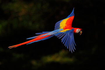 Macaw parrot flying in dark green vegetation with beautiful back light and rain. Scarlet Macaw, Ara macao, in tropical forest, Costa Rica. Wildlife scene from tropical nature. Red in forest.