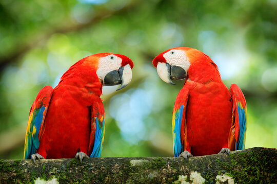 Bird love. Pair of big parrots Scarlet Macaw, Ara macao, in forest habitat. Two red birds sitting on branch, Brazil. Wildlife love scene from tropical forest nature.