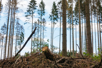 Waldrodung nach Trockenheit