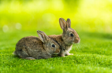 Rabbits. Cute little Easter bunny in the meadow. Green grass under the sunbeams. two rabbits on a green grass in summer day.