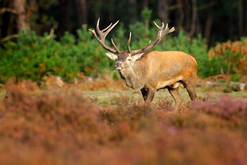 Red deer, rutting season, Netherlands. Big animal in forest habitat, wildlife scene from nature. Heath Moorland, autumn animal behavior.