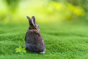 view from back of rabbit on a green grass in summer day. Cute little Easter bunny in the meadow. Green grass under the sunbeams. little hare dreaming on the grass.