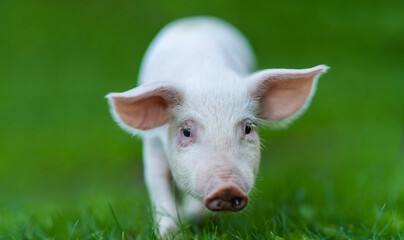 Little pig newborn standing on a green grass lawn. Small happy piglet animal detail. Small pig running over a green field.