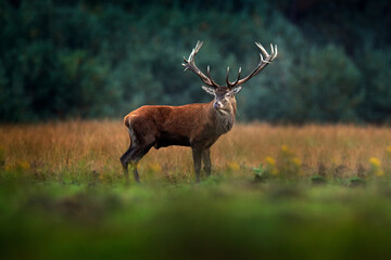 Red deer, rutting season, Hoge Veluwe, Netherlands. Deer stag, majestic powerful animal outside the...