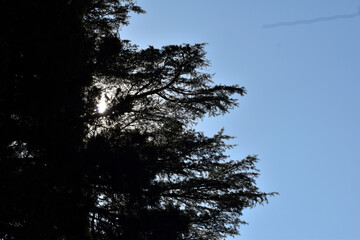 Big green tree and blue sky in nainital uttarakhand