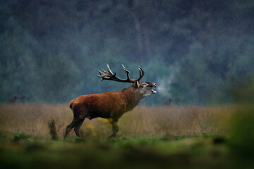 Red deer, rutting season, Hoge Veluwe, Netherlands. Deer stag, majestic powerful animal outside the...