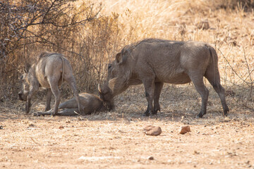 A warthog mother attending to her young