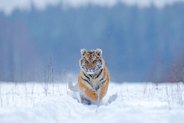 Tiger, cold winter in taiga, Russia. Snow flakes with wild Amur cat.  Tiger snow run in wild winter...