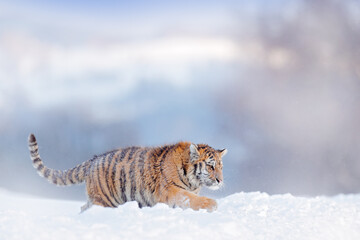 Fototapeta na wymiar Wildlife Russia. Tiger, cold winter in taiga, Russia. Snow flakes with wild Amur cat. Tiger snow run in wild winter nature. Siberian tiger, action wildlife scene with dangerous animal.