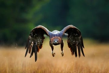 Foto op Canvas Golden eagle flying above the blooming meadow. Big bird of prey with open wings. © ondrejprosicky