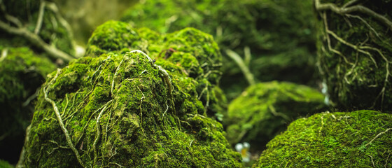 Beautiful Bright Green moss grown up cover the rough stones and on the floor in the forest. Show...