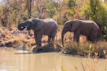 Two African elephant bulls drinking water at a perennial river.