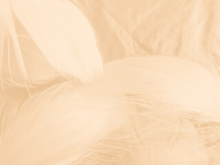 Beautiful abstract orange and white feathers on white background, soft brown feather texture on white pattern background, yellow feather background